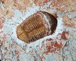 Ductina vietnamica (MAKSIMOVA 1965) - Bild © FossNet FossilienStore